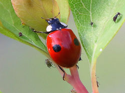 2-spot Ladybird