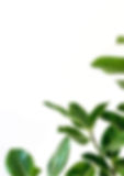 Background Pic.JPG