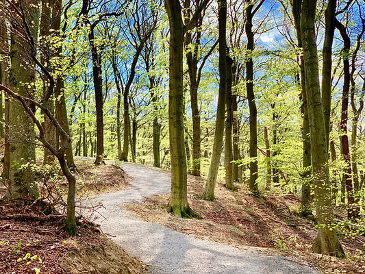 Klosterwald