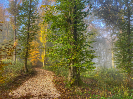 Die Farbenpracht im herbstlichen Klosterwald Rohrwald.