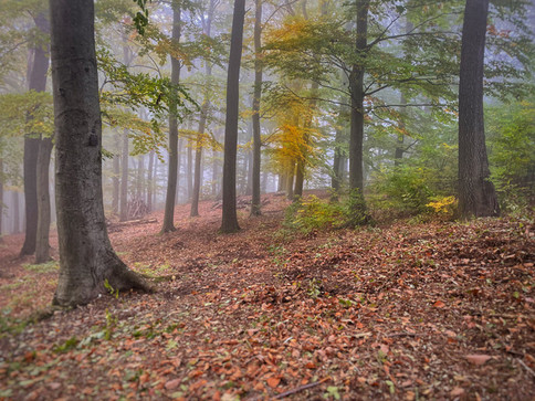 Klosterwald Wien Kahlenberg 2020