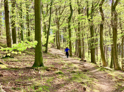 Klosterwald Wien Kahlenberg 