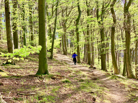 Klosterwald Wien Kahlenberg