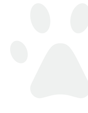 dog paw