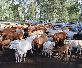 SOLD - 62 Charbray and Droughtmaster Cross Cows & Calves