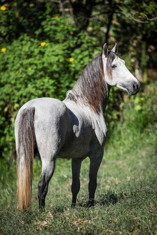 Virtude Elegância 2.jpg