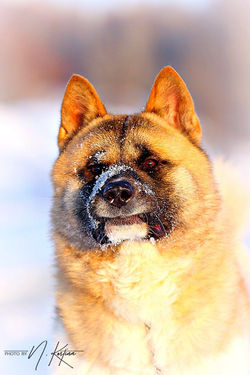 18451542_1903762129863641_74119963113415