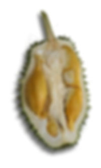 Thumbnail: Fresh Durian Supply