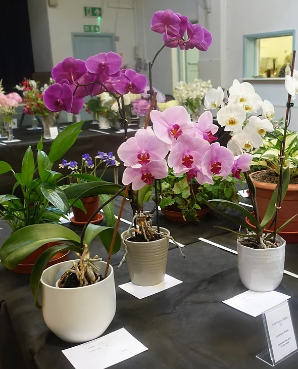 show orchids_edited.webp