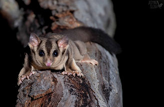 Squirrel Glider.jpg