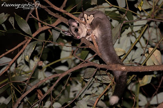 Sugar Glider 2.jpg
