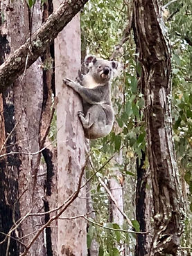 Koala Sept 2018 Mt Coot-tha Honeyeater