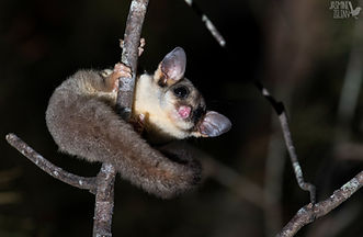 Sugar Glider 3.jpg