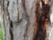Tree bark.jpeg