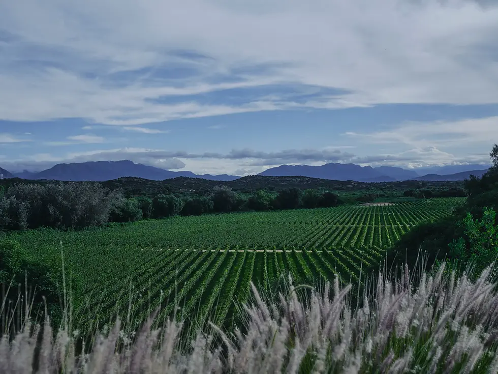 bolivia-tarija-real-01-zqvc-superJumbo.jpg-2 2.WEBP