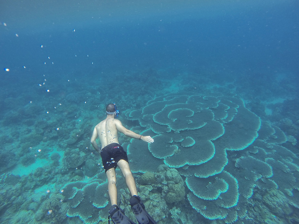 snorkeling