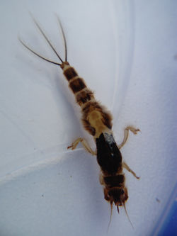 Nymphe danica