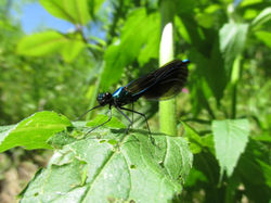 Odonate (libellule ou demoiselle)