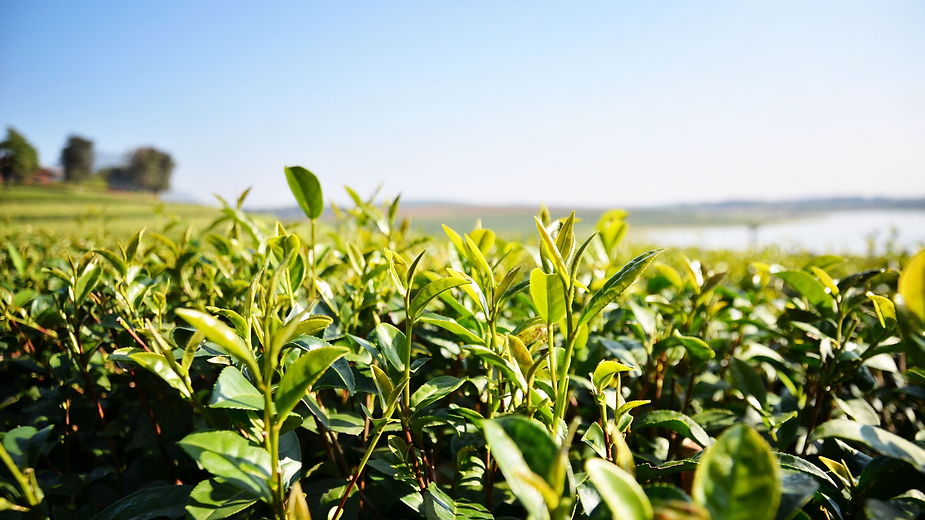 First flush of Maayah Tea