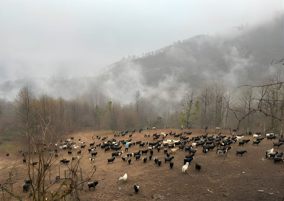 keçi yatay geniş 2