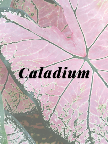 Caladium.png