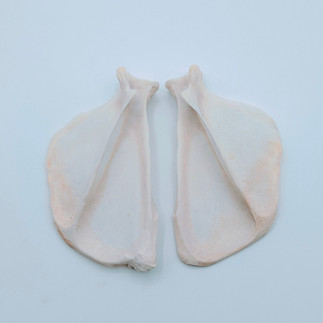 Raccoon Scapula sold by Bone Boutique