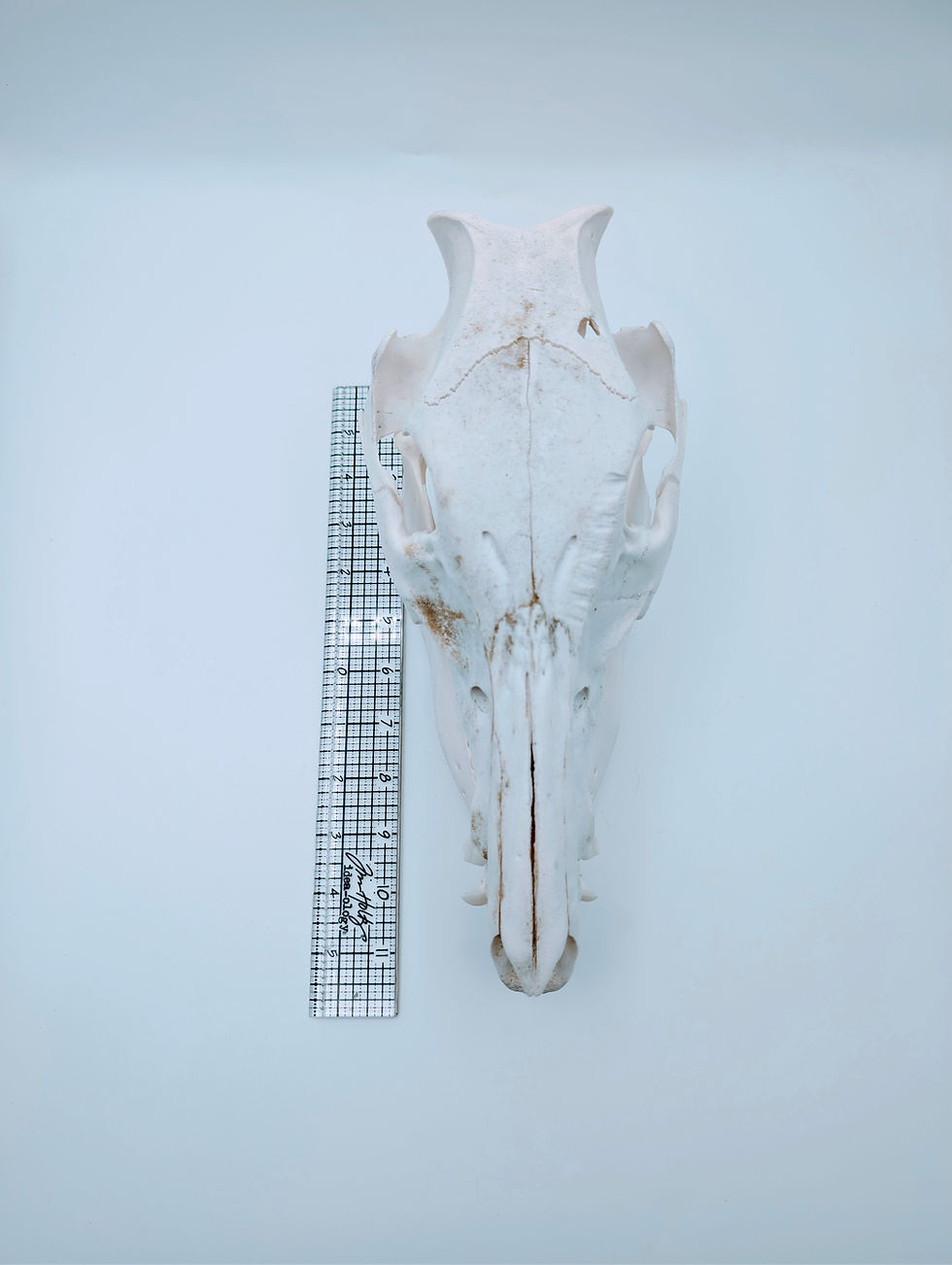 Ethical Wild Boar Skull #3 | Real Weathered Taxidermy Hog with Bullet Blowout – Bone Boutique