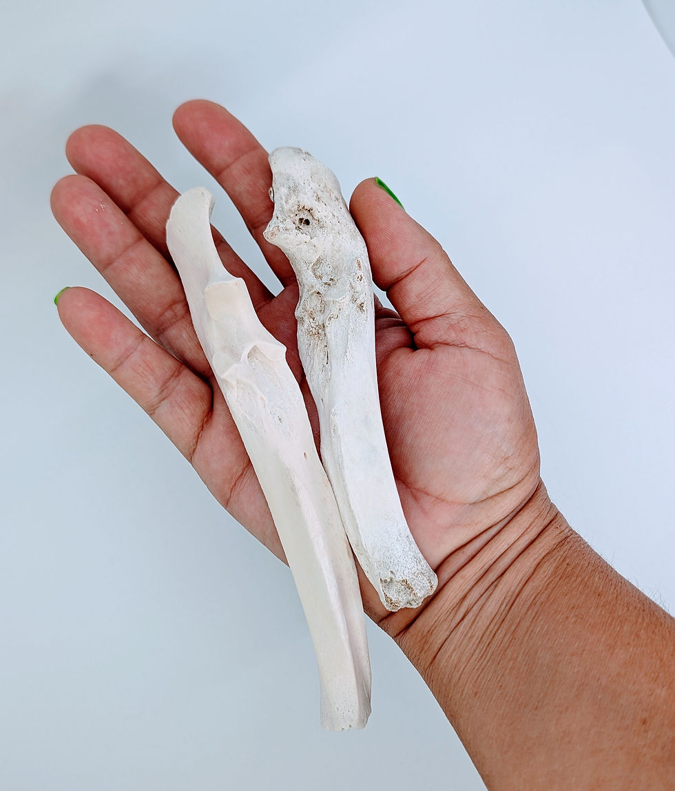 Thumbnail: Wild Boar Ulna Set: A Comparative Study