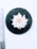 Plecostomus Bone Blossom Sculpture on 4-inch Round Slate | Bone & Blossom Collection