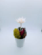 Pleco Fish Scale Flower Sculpture | Bone Boutique