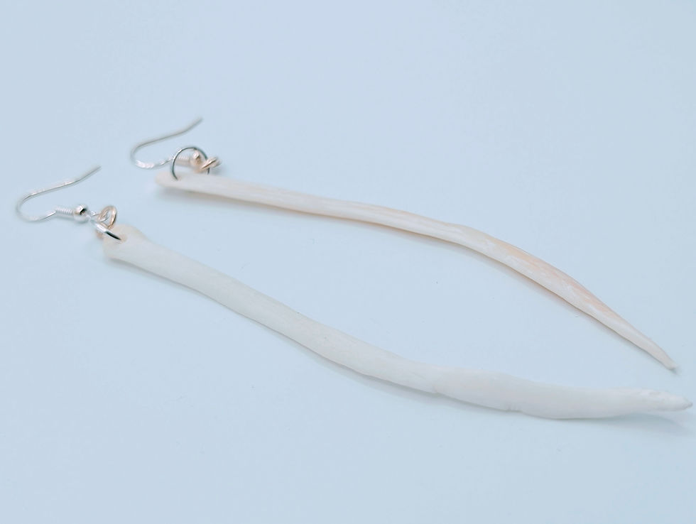 Thumbnail: American Alligator Gastralia "Ancient Line" Earrings (4 Inch)