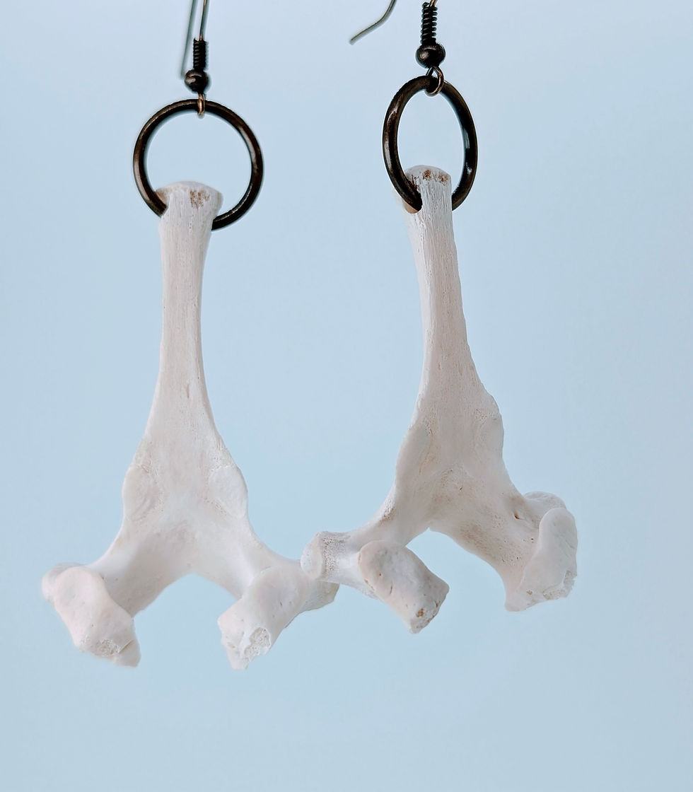 Goat Thoracic Vertebrae "Dashing Door Knockers" Earrings