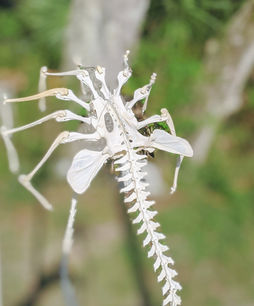 Detailed dragon bone structure