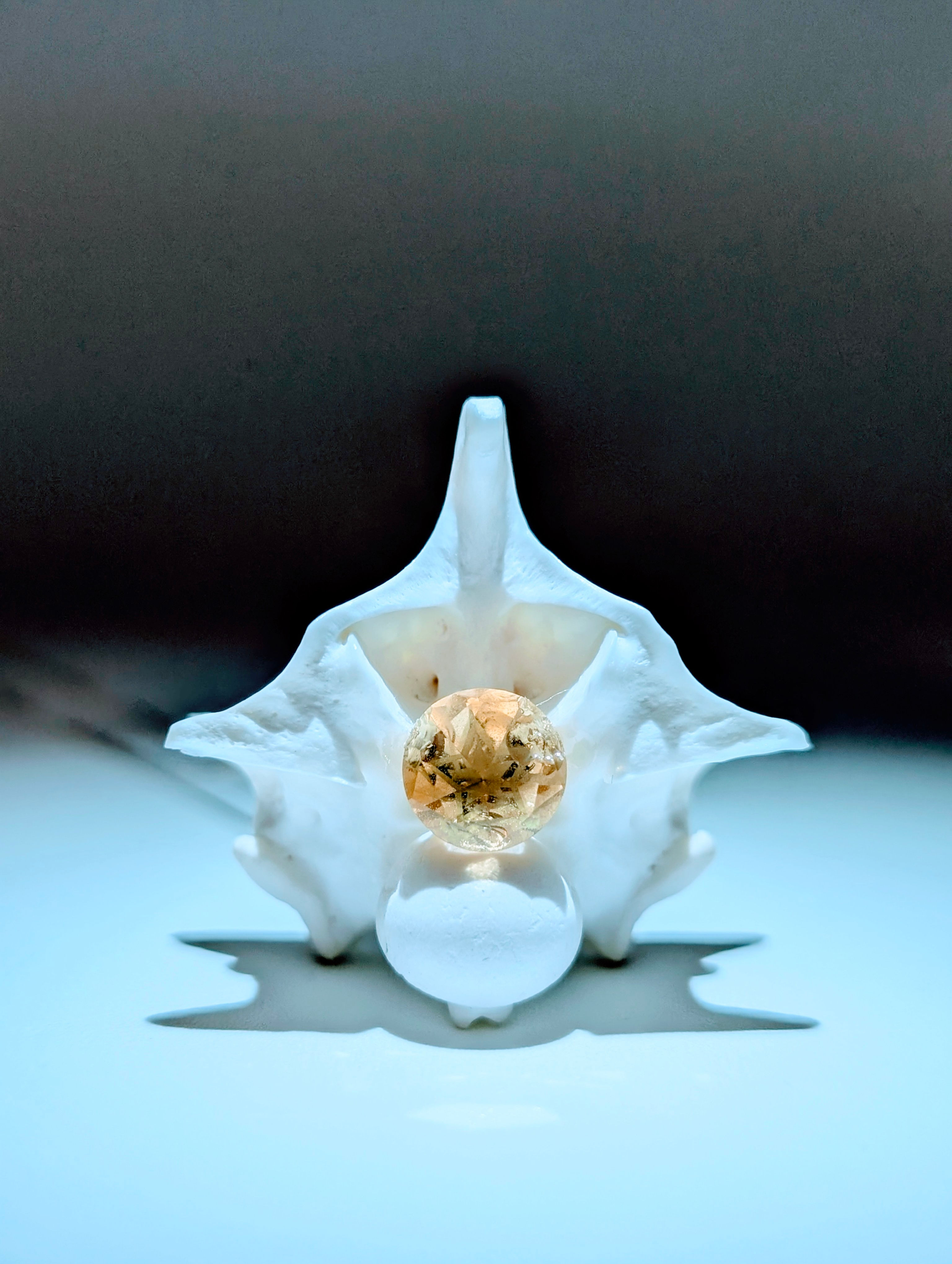 Everglades Python Vertebrae Sterling Necklace with 8mm Star Citrine