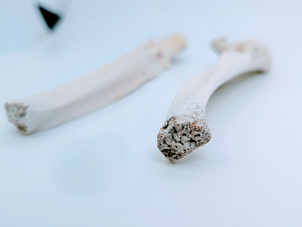 Thumbnail: Wild Boar Ulna Set: A Comparative Study