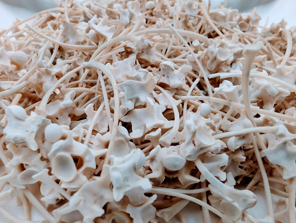 COMPLETE Small Everglades Python Skeleton - Vertebrae & Ribs (B-Grade)