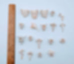 Raccoon Vertebrae C-Grade Lot (19 Pieces)