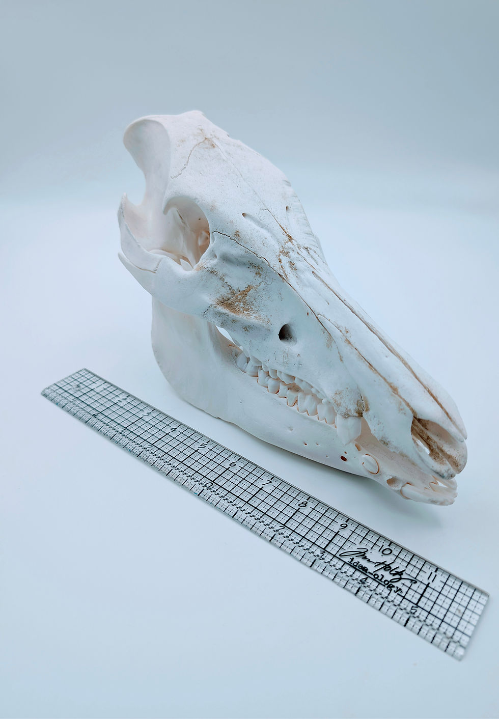 Miniature : Ethical Wild Boar Skull #3 | Real Weathered Taxidermy Hog with Bullet Blowout – Bone Boutique