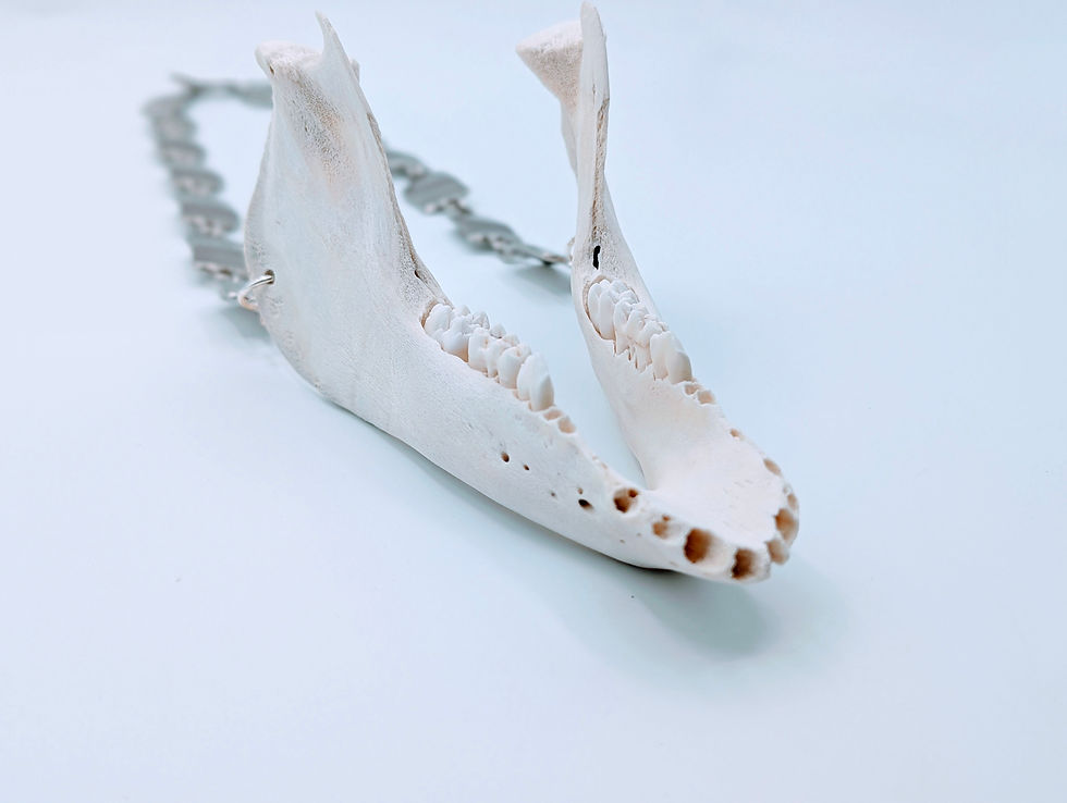 Thumbnail: Wild Boar Mandible & Upcycled Runway Necklace