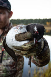 Bufflehead.jpg