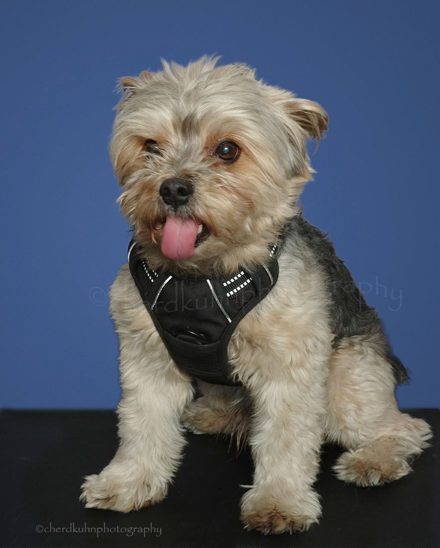 Valentino - Yorkie/Pomeranian