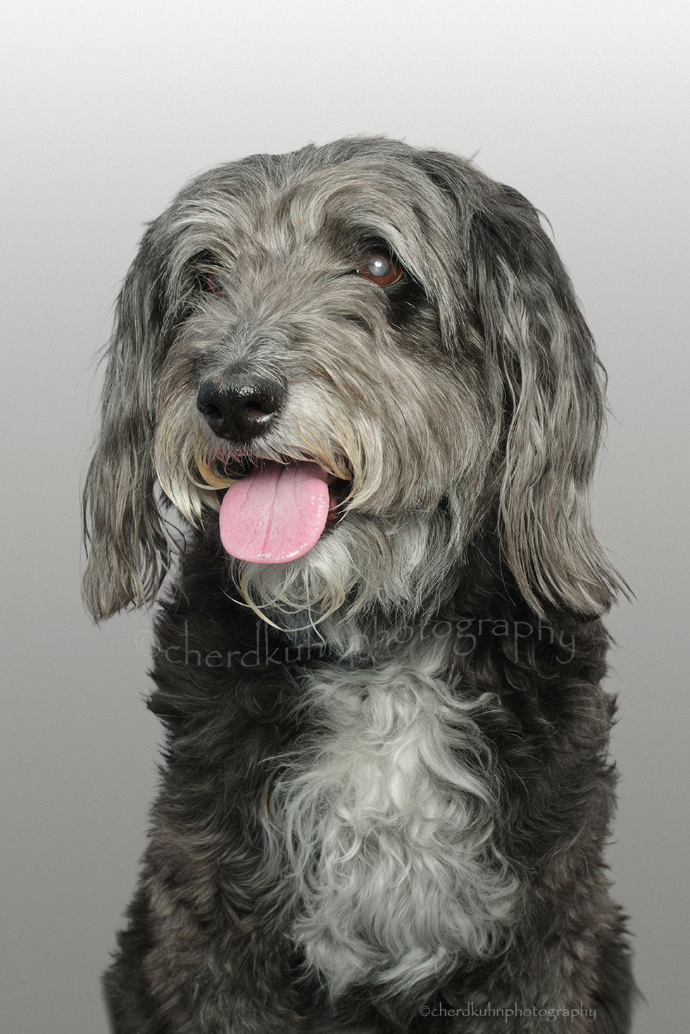 Lucy-Aussie Doodle 