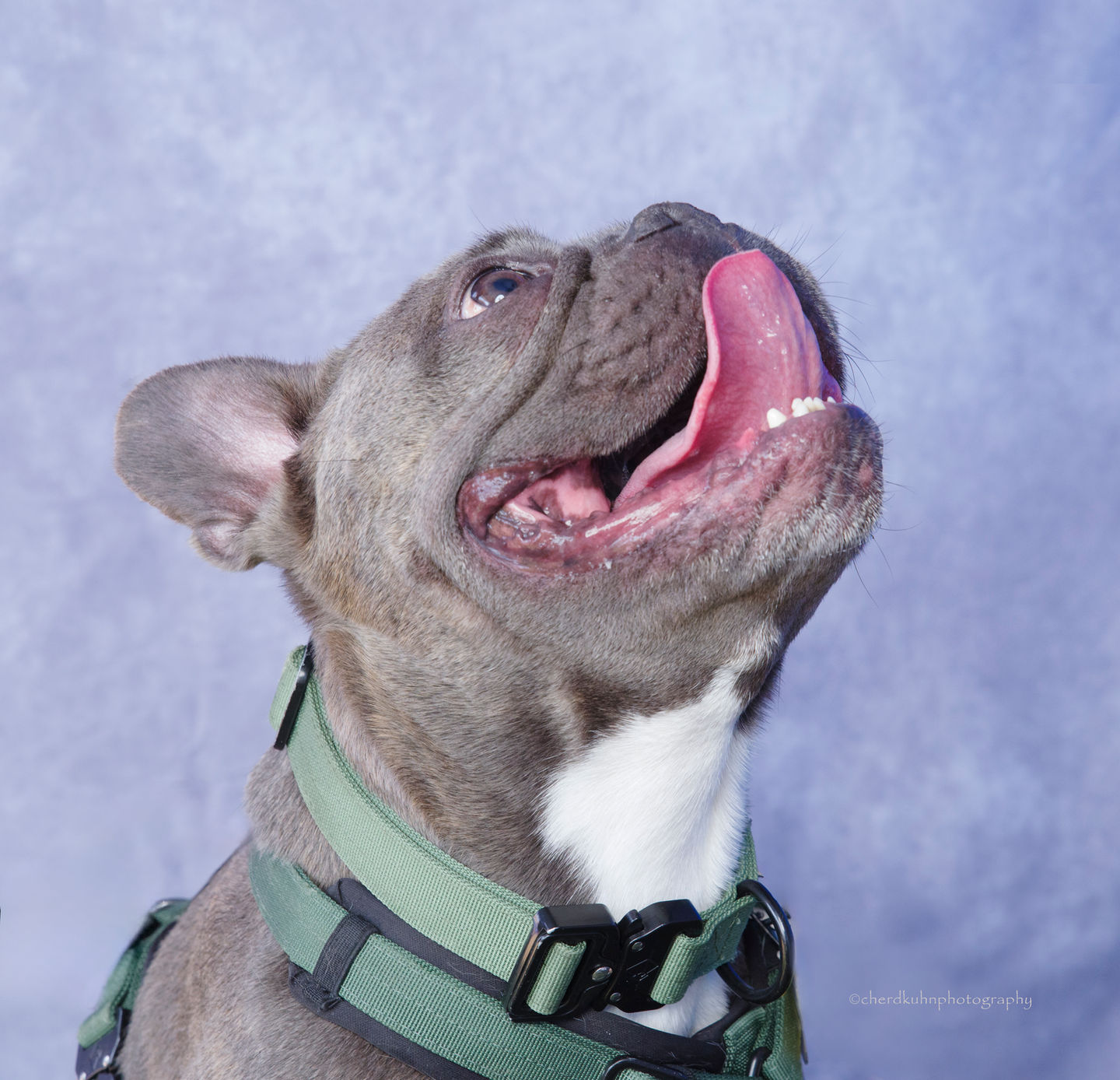 Frenchie #2
French Bulldog