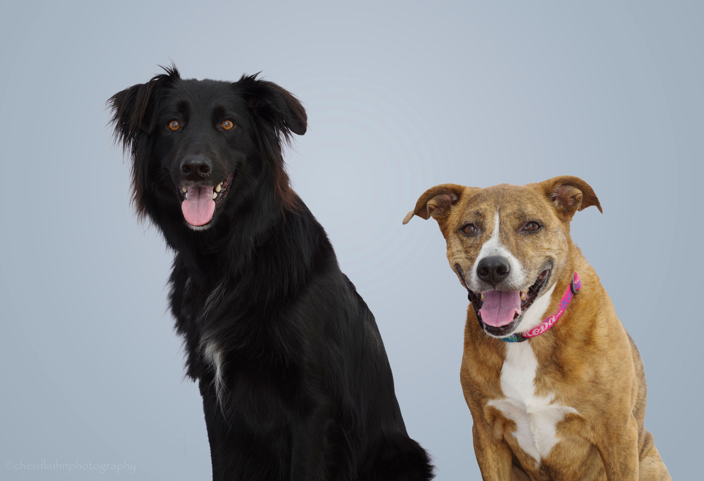 Koda (Pit) and Milo (Shepherd Mix)