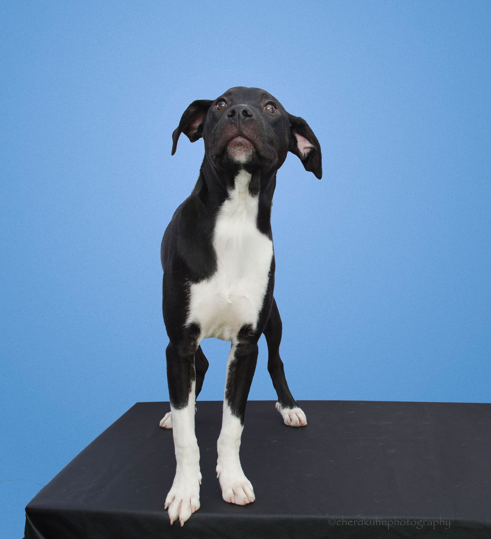 Ramona - All American Dog