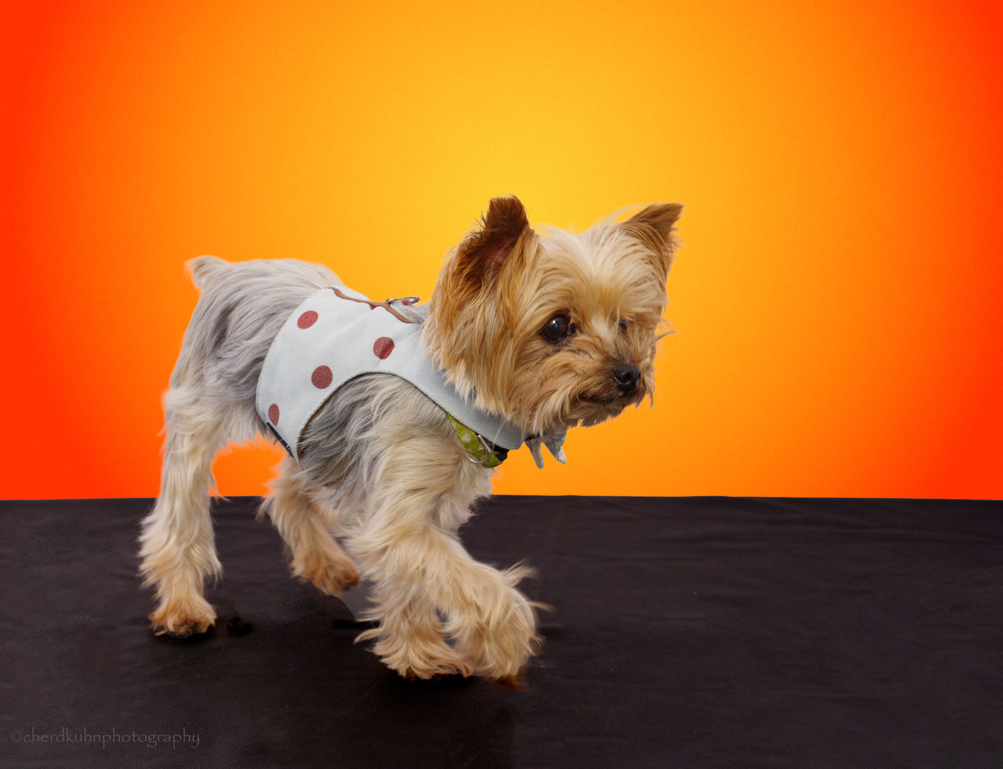 Gracie - Yorkshire Terrier