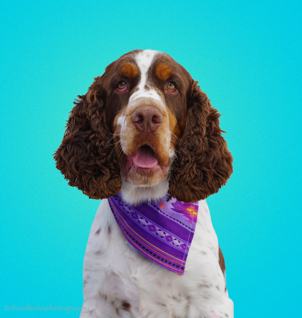 Magnus - English Springer Spaniel