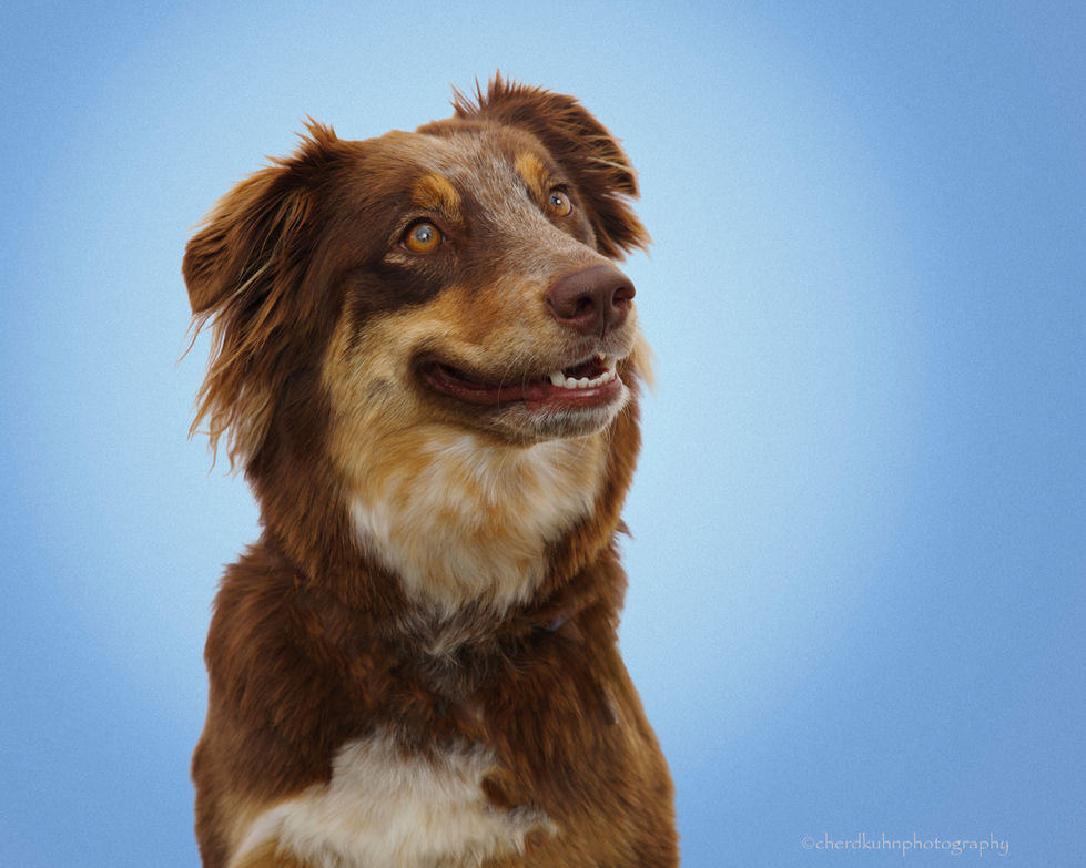 Luna - Australian Shepherd