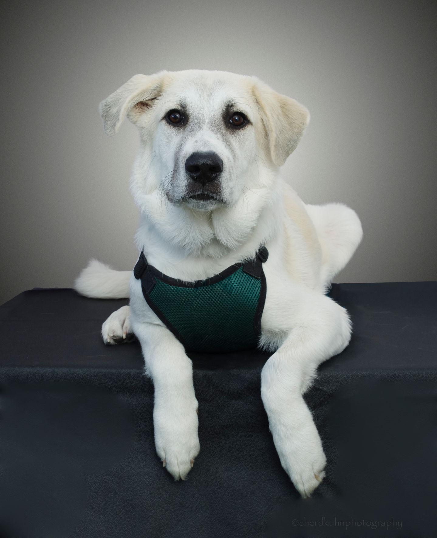 Fenris - Great Pyrenees Mix