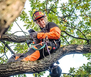 Élagueur-grimpeur